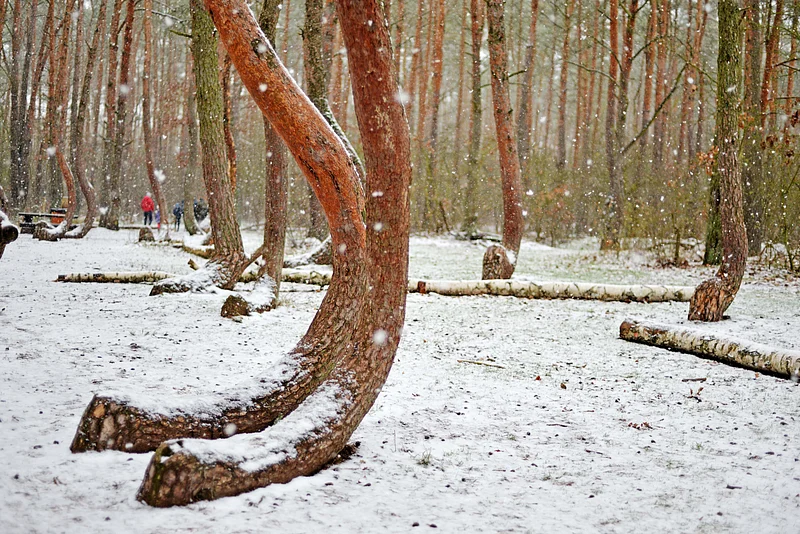 Crooked Forest Poland
