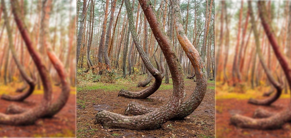 Curved Crooked Forest Poland