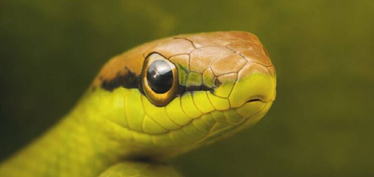 Don't snakes have ears