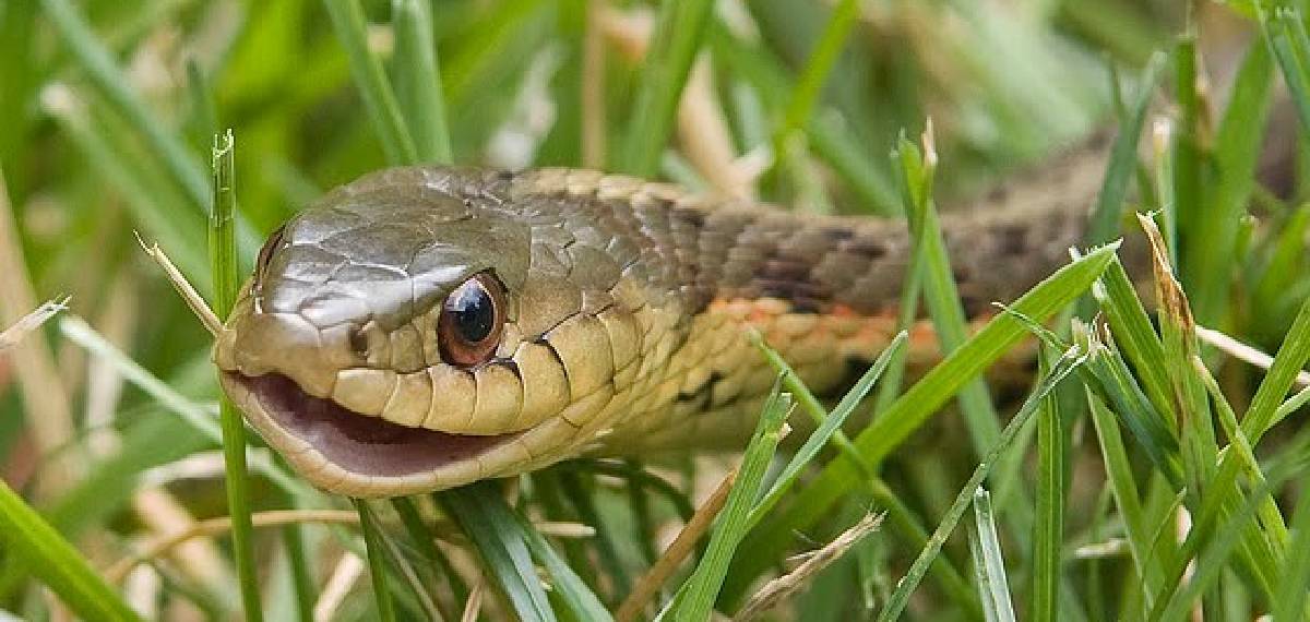 Don't snakes have ears