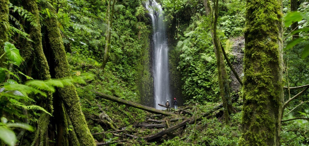 Forests in Panama