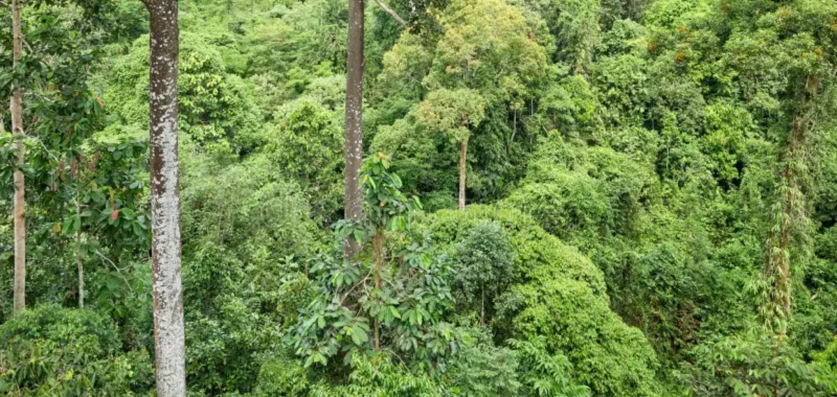 Malaysian Forests