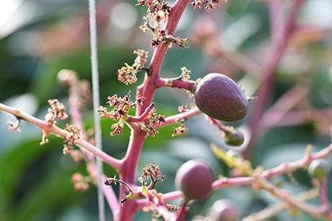 Beginning stage of Miyazaki Mango