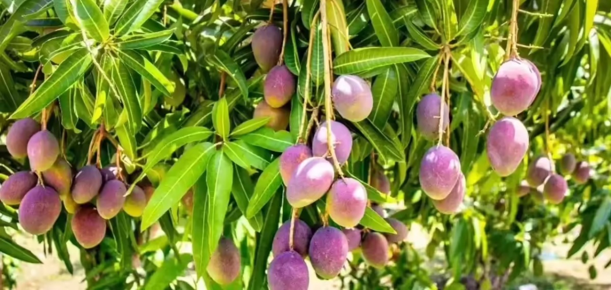 Miyazaki mango