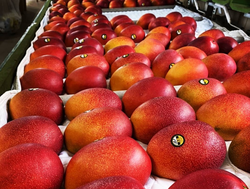 Miyazaki mangoes