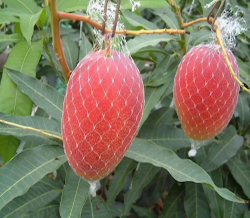 Miyazaki Mangoes in nets