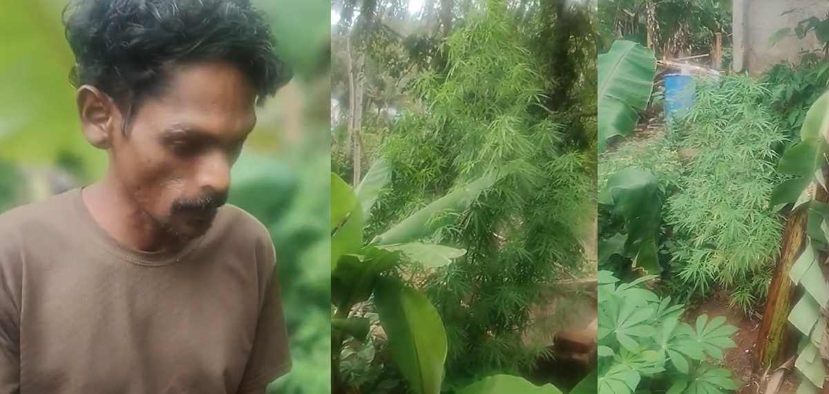 വീട്ടില് കപ്പ കൃഷിക്കൊപ്പം കഞ്ചാവ് കൃഷിയും; വര്ക്കലയില് യുവാവ് പിടിയില്