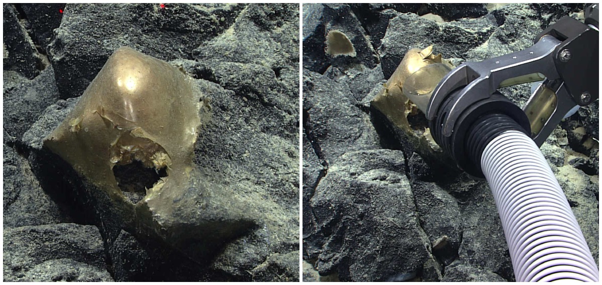 Extracting Strange Golden Orb Found Deep In Ocean