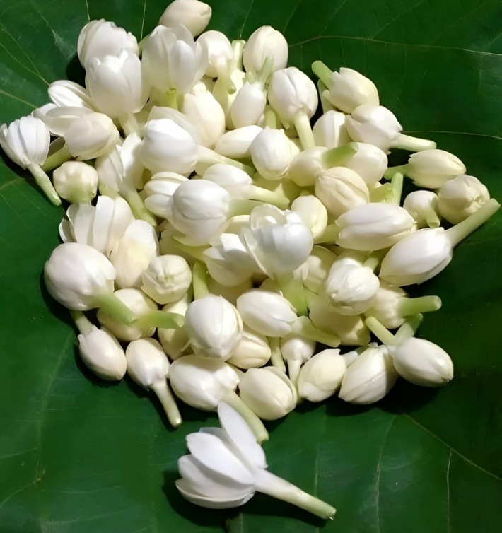 Jasmine flowers