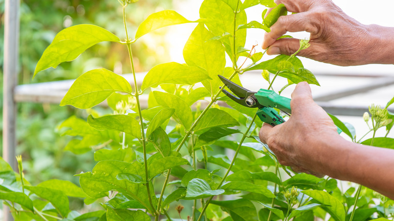 Pruning jasmine plant