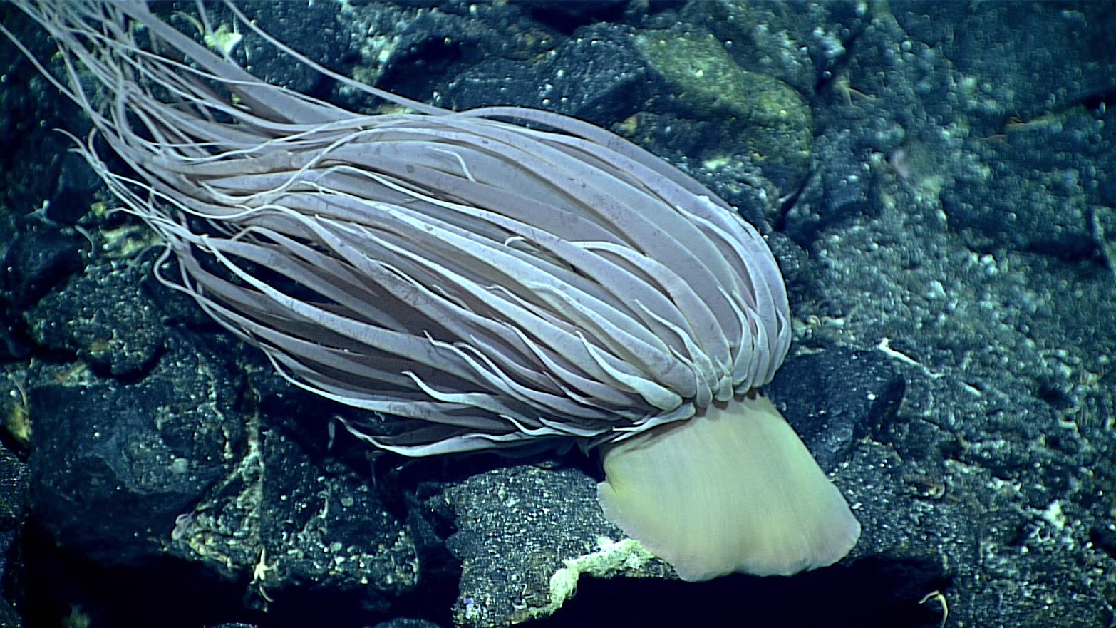 Relicanthus daphneae, a deep-sea anemone