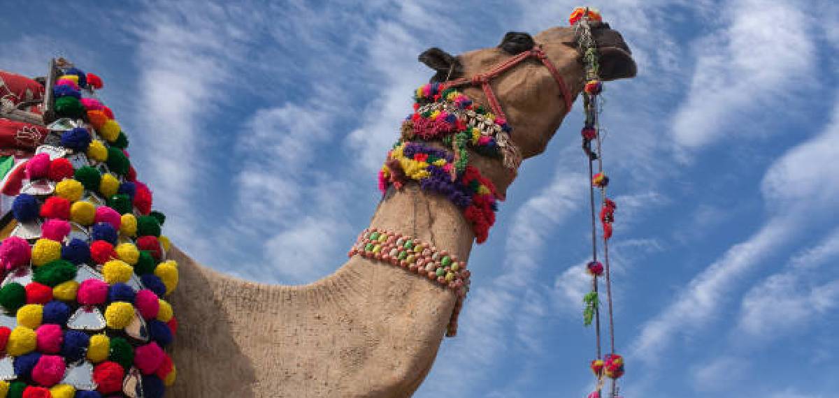 salt given for camels
