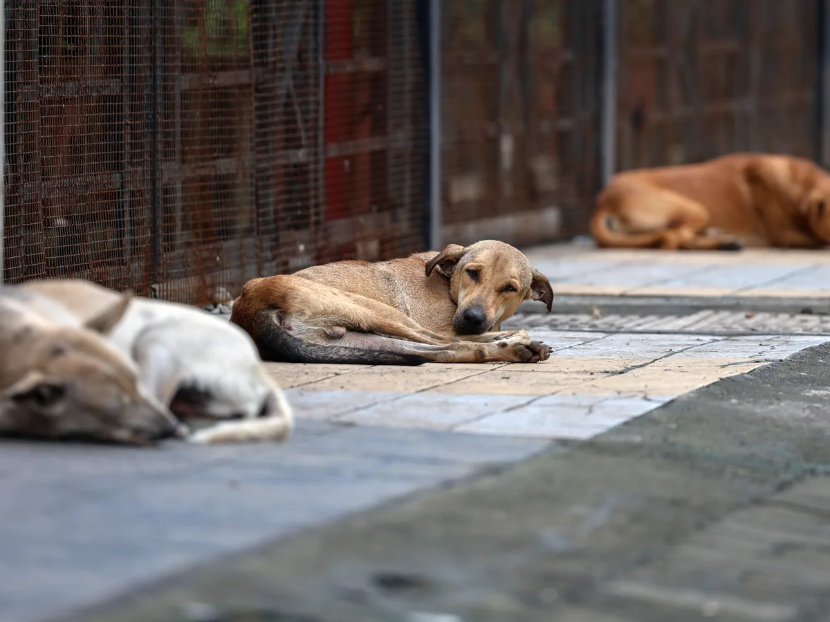 ABC framework stray dog