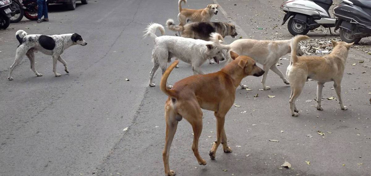 ABC framework stray dog
