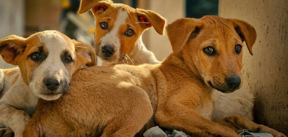 ABC framework stray dog