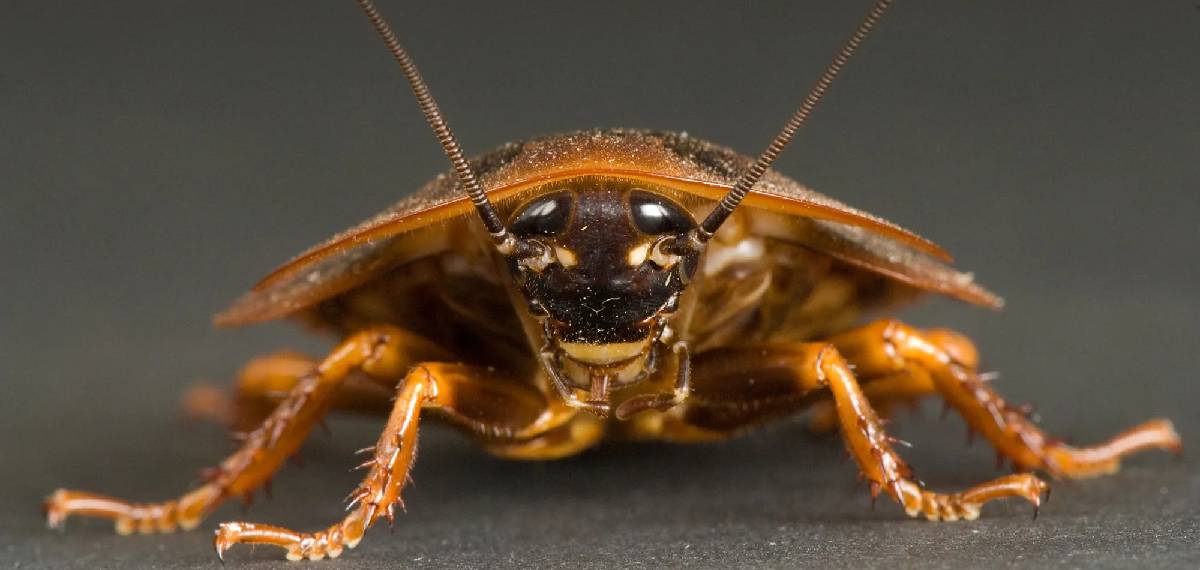 cockroach