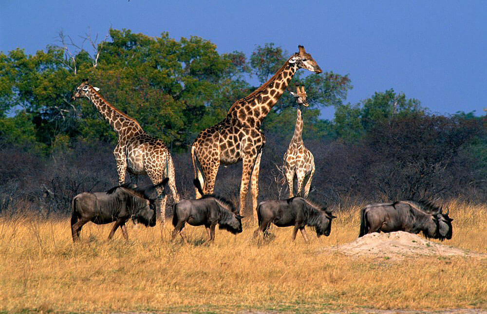 Giraffes in Hwange National Park
