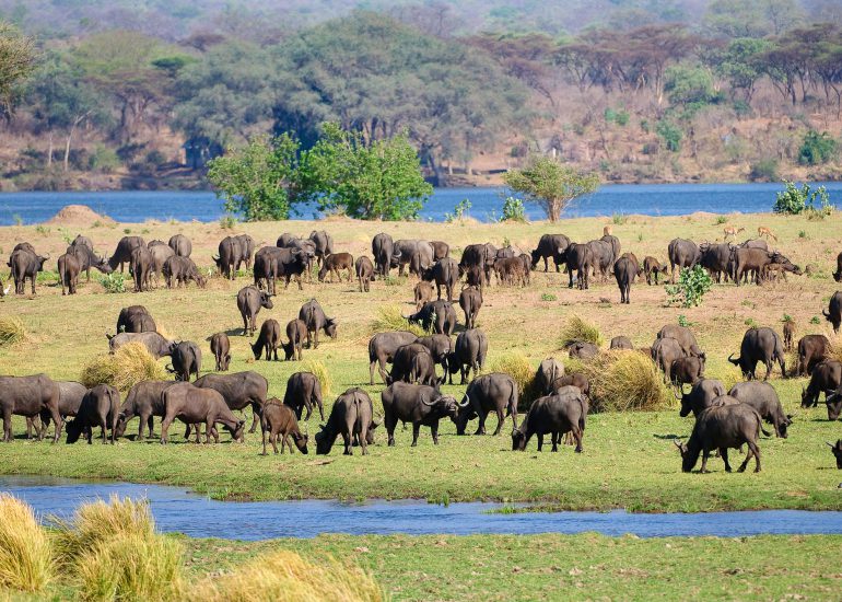 Mana Pools National Park)