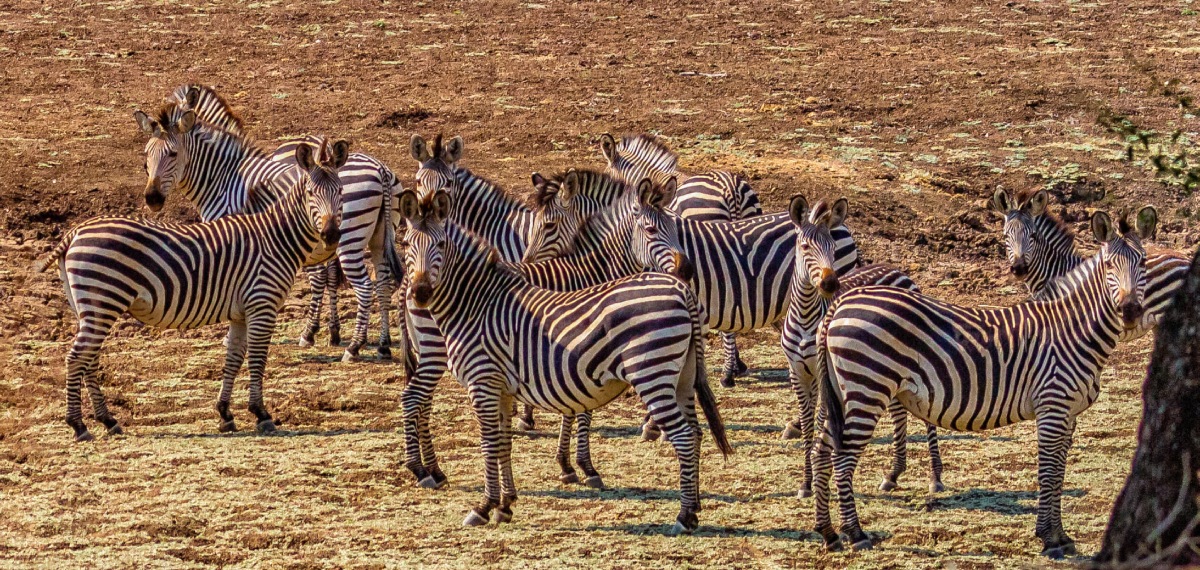 Zebras in Zambia