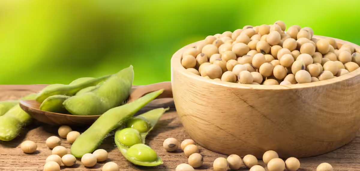 സോയബീന് കയറ്റുമതി കരാറുകള് റദ്ദാക്കി ഇന്ത്യ; ആഫ്രിക്കയെ ആശ്രയിക്കാന് യൂറോപ്യന് രാജ്യങ്ങള്