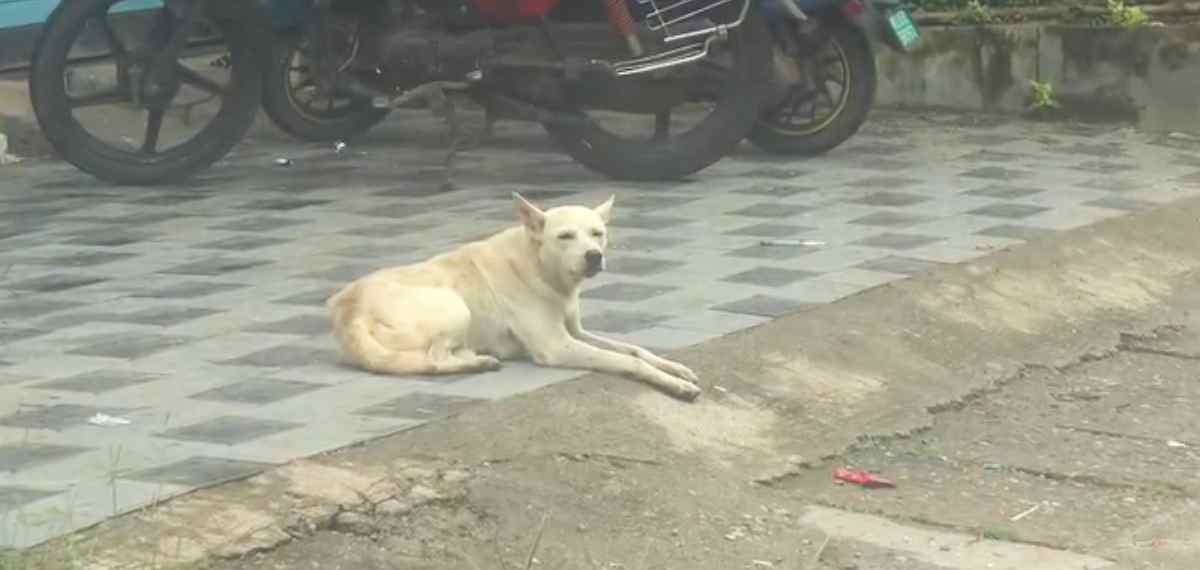 തിരുവനന്തപുരത്ത് തെരുവുനായ ആക്രമണം; വീട്ടമ്മയുടെ കൈവിരല്‍ കടിച്ചെടുത്തു