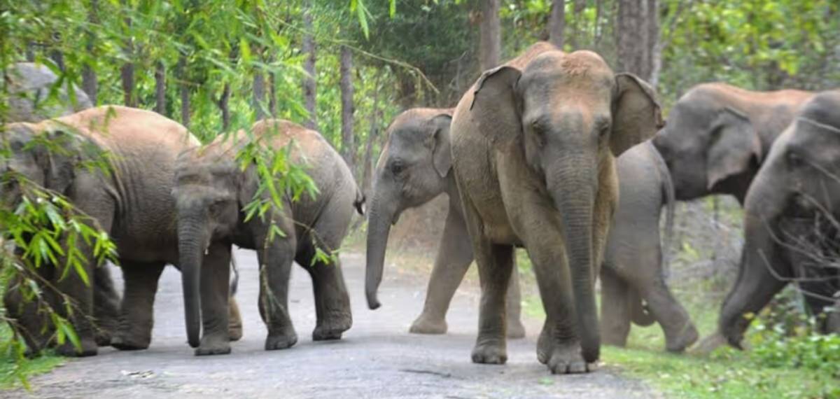 കോതമംഗലം കുട്ടമ്പുഴയില് വീടിന് നേരെ കാട്ടാനക്കൂട്ടത്തിന്റെ ആക്രമണം; രണ്ട് വര്ഷത്തിനിടെ നാലാമത്തെ ആക്രമണം