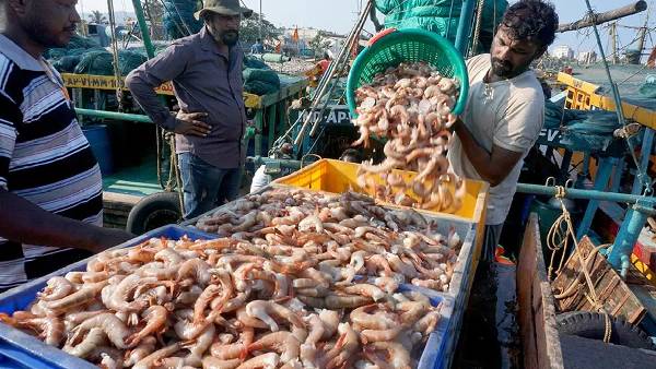 shrimp export