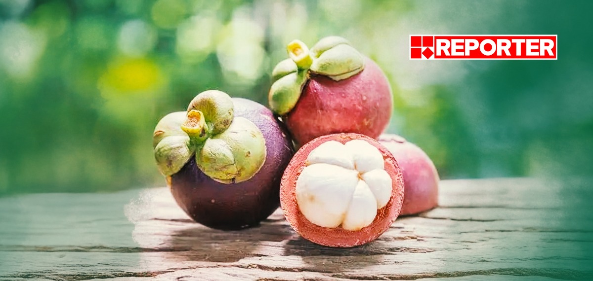 യൗവനം നിലനിർത്തണോ? പഴങ്ങളുടെ രാജ്ഞിയായ മാങ്കോസ്റ്റീന്റെ ഗുണങ്ങൾ നിസ്സാരമല്ല