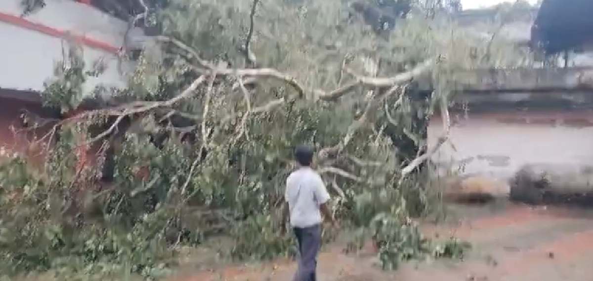 പത്തനംതിട്ട സ്കൂളില് മരം കടപുഴകി വീണു