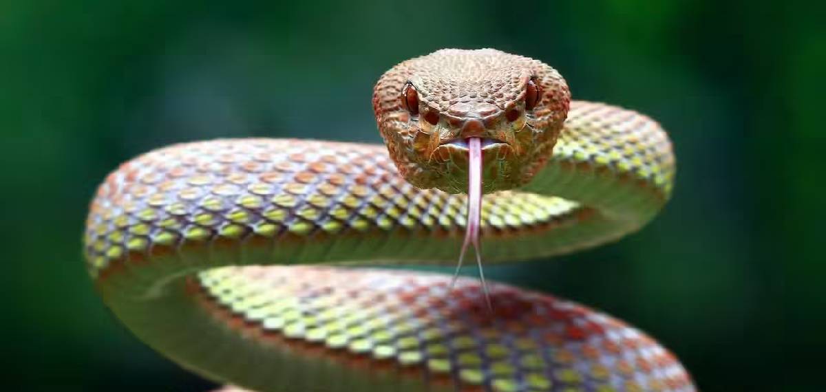 snake stick out its tongue