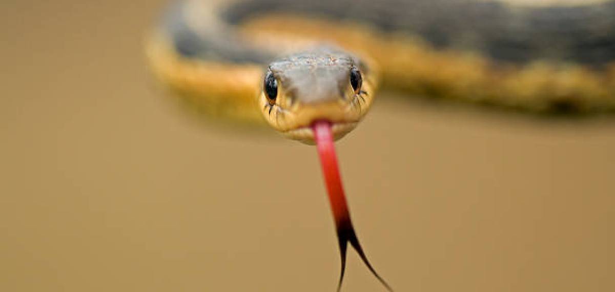 snake stick out its tongue