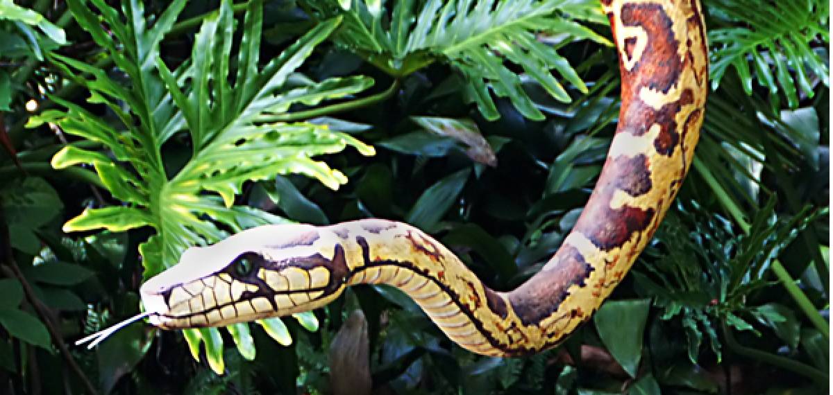 snake stick out its tongue