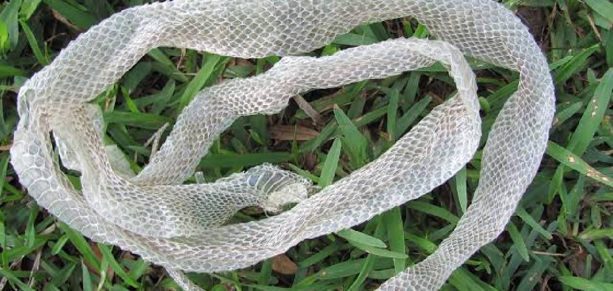 snakes shed their skin