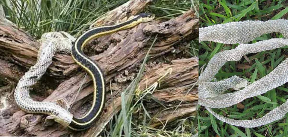 snakes shed their skin