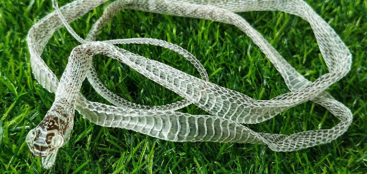 snakes shed their skin