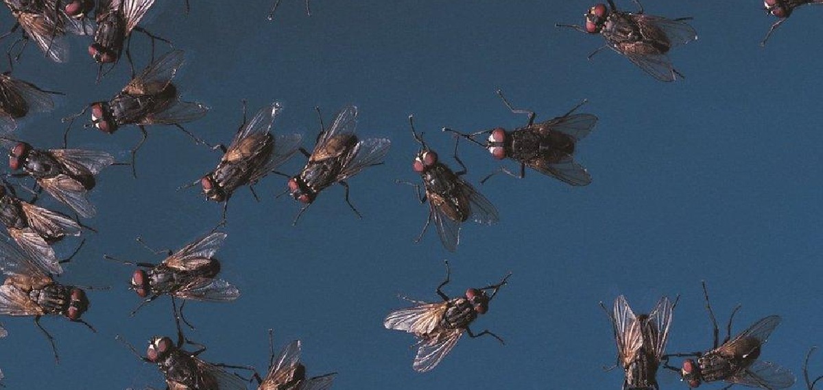 get rid of flies