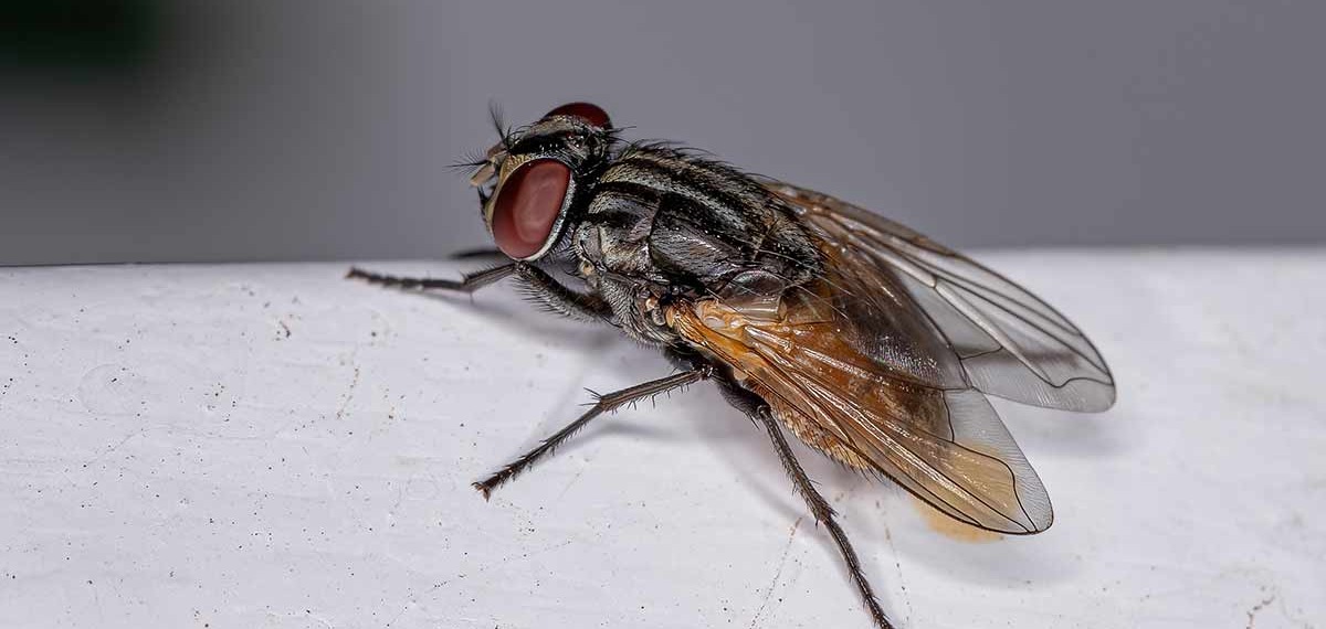 get rid of flies