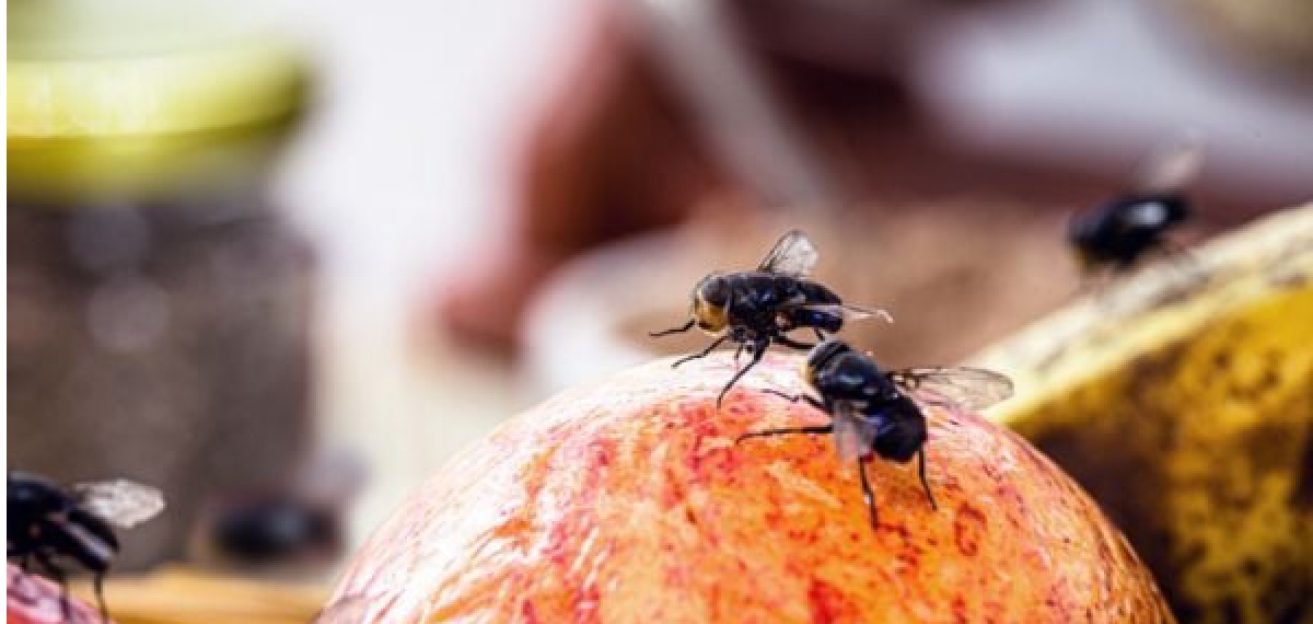 get rid of flies