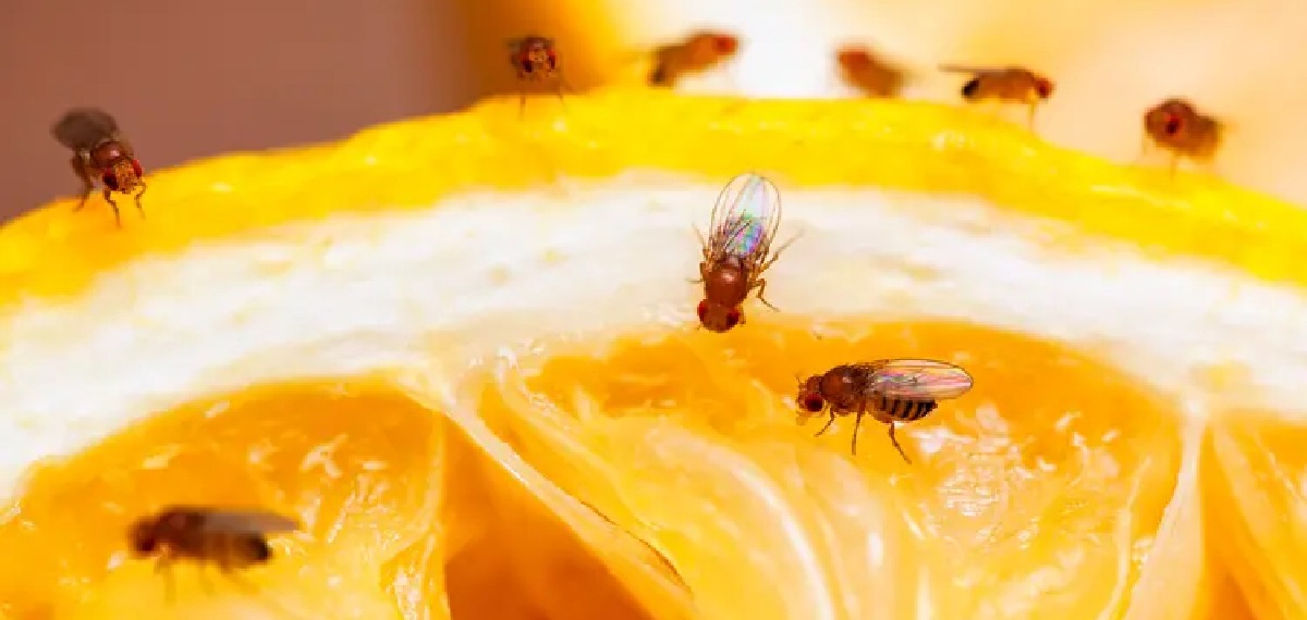 get rid of flies