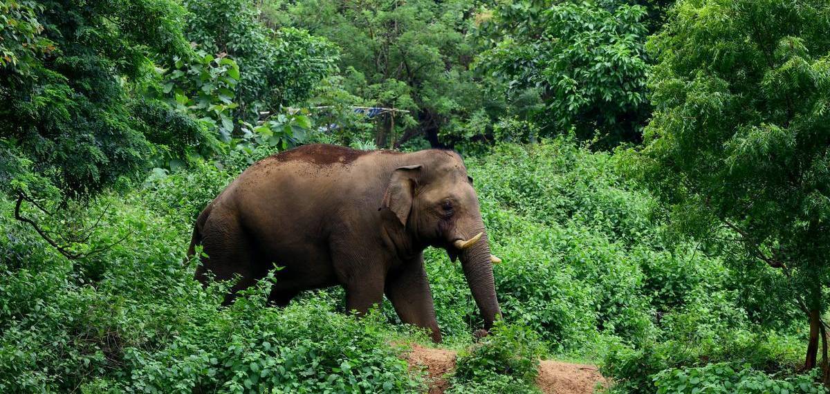 സംസ്ഥാനത്ത് വീണ്ടും കാട്ടാനക്കലി; മറയൂരില് മധ്യവയസ്കന് കൊല്ലപ്പെട്ടത് കാട്ടാന ആക്രമണത്തില്