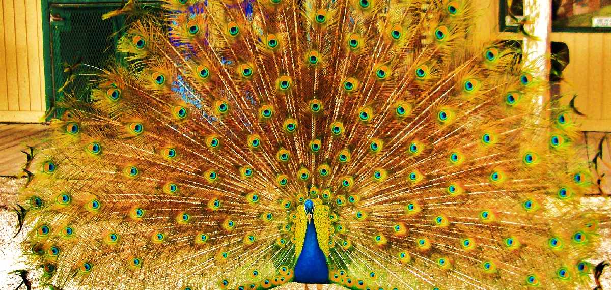 rain dance of peacocks