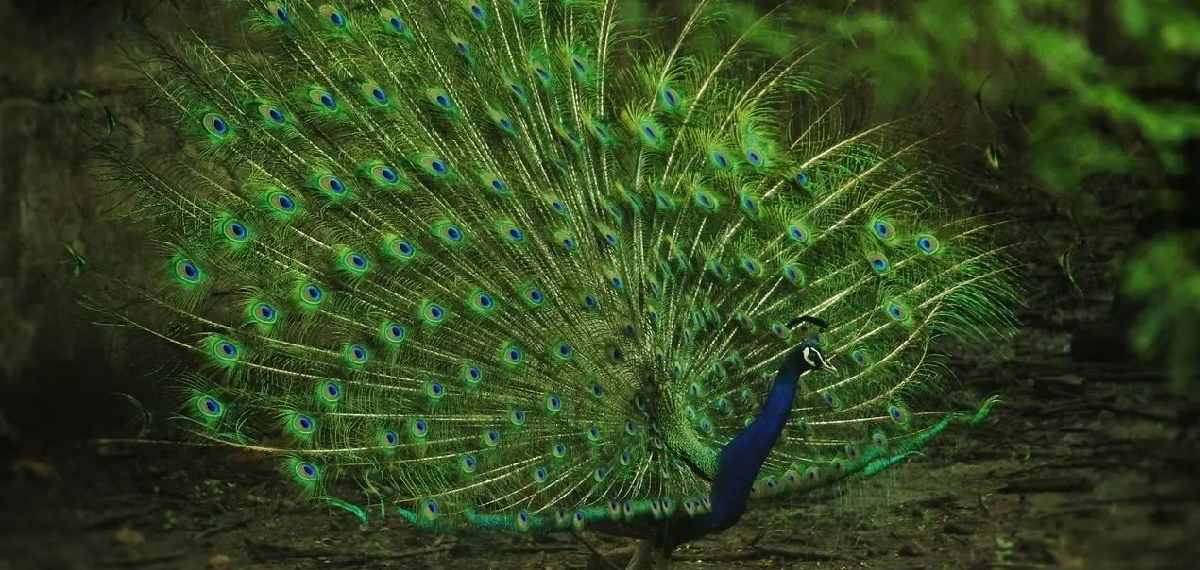 rain dance of peacocks
