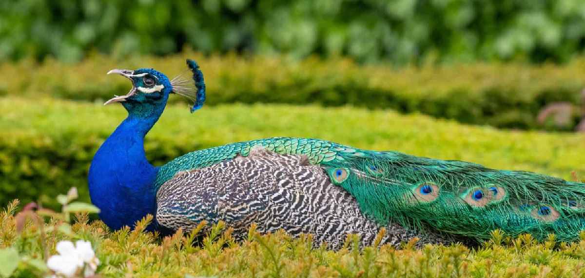 rain dance of peacocks