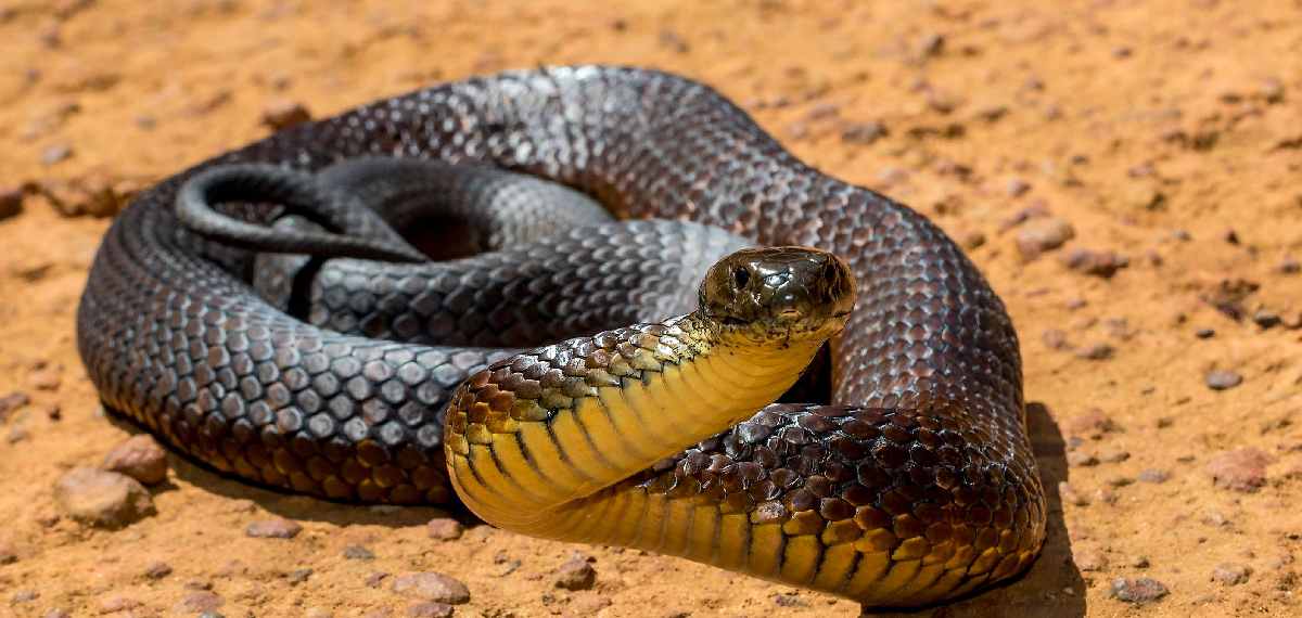 Snake Alert App