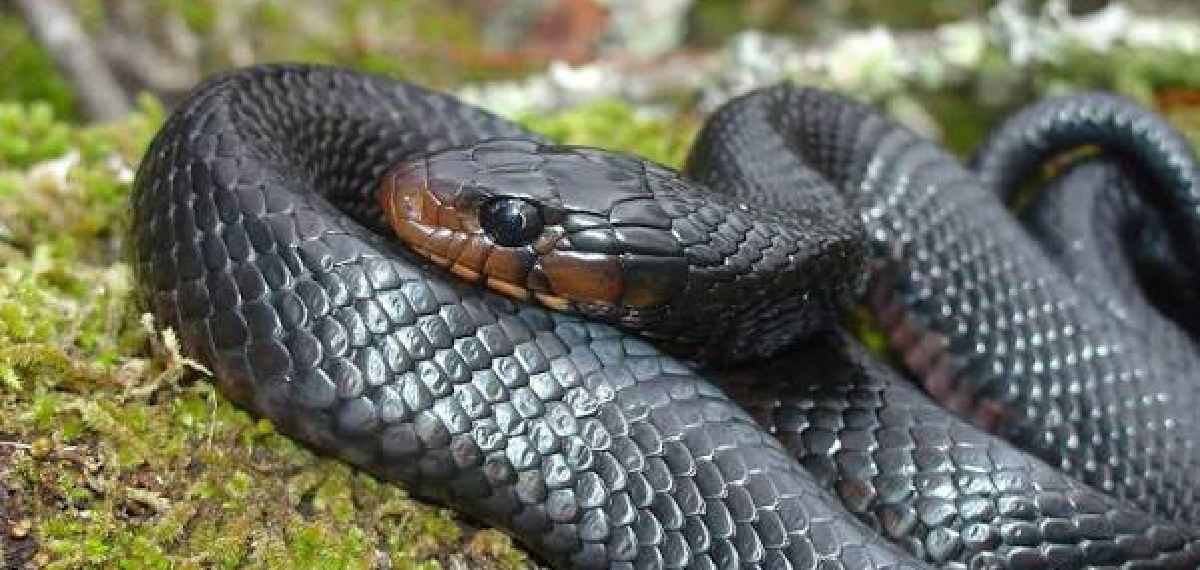Snake Alert App