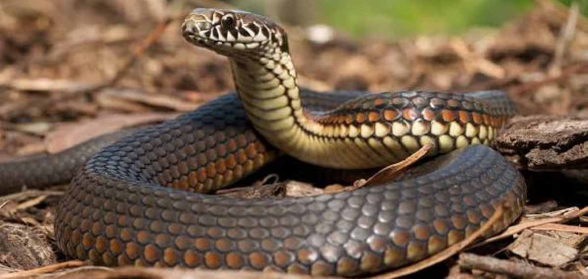 Snake Alert App