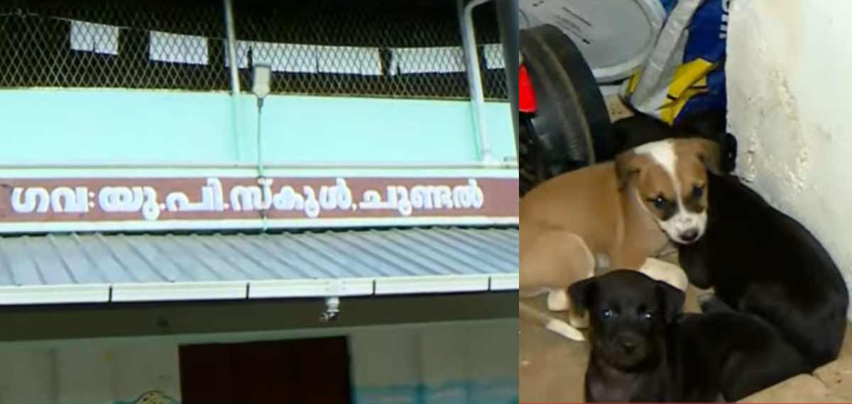 സ്കൂളിൽ തെരുവുനായ ശല്യം; അവധി പ്രഖ്യാപിച്ച് അധികൃതർ