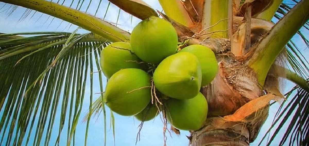 water forms inside a coconut