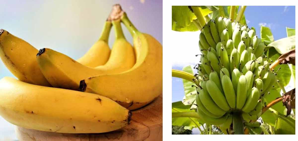 banana is always curved
