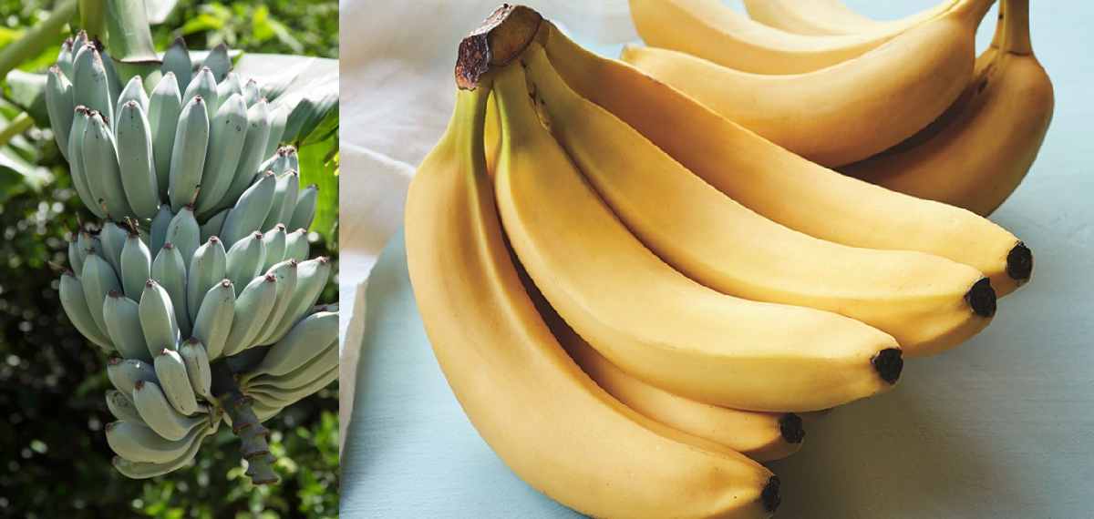 banana is always curved